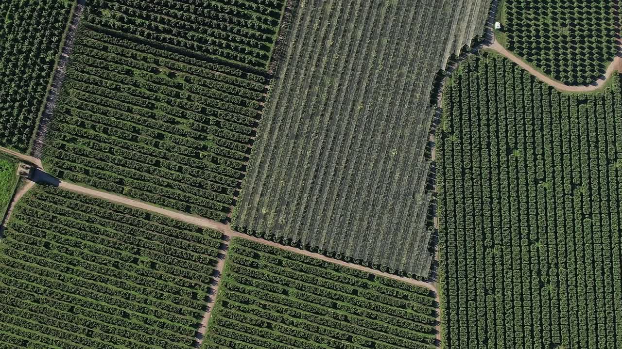 Farming landscape with rows of crops in Corsica, France