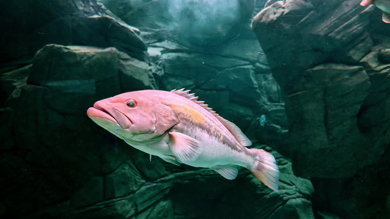Red Grouper in the peaceful tanks of Cretaquarium, Greece