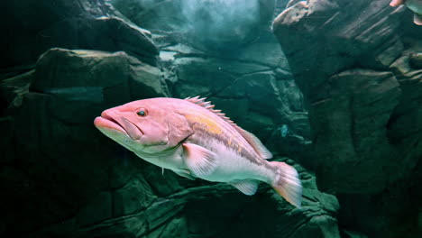 red grouper in the peaceful tanks of cretaquarium, greece
