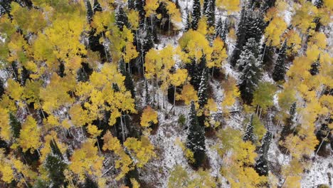 beautiful yellow aspen trees at the transition from fall to winter in big cottonwood canyon, utah