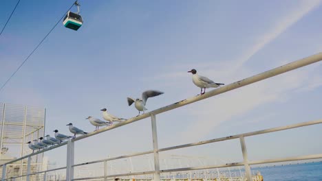 Urban-City-Park-River-Lake-Shore-Water-Bridge-Wind-Sun-Sunset-Blue-Sky-Bird-Pigeon-Seagull-Cable-Car-Chair-Lift-Handrail-Portugal-Expo98-Steady-Shot-4K