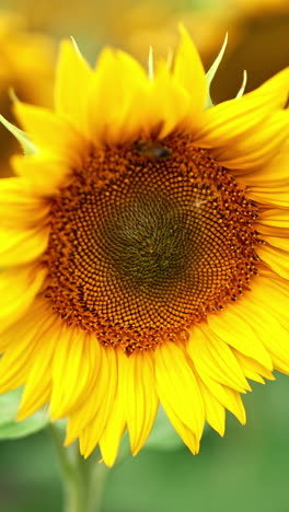 hard-working bee crawling slowly over the seed flower. beautiful blossoming sunflower in the field. close up. blurred backdrop. vertical video