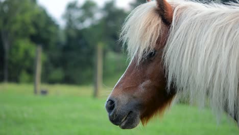 Close-up-portrait-of-a-cute-brown-miniature-horse-with-soft-background