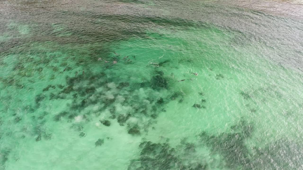 남호주의 바위 해변 근처 물에서 노는 돌고래