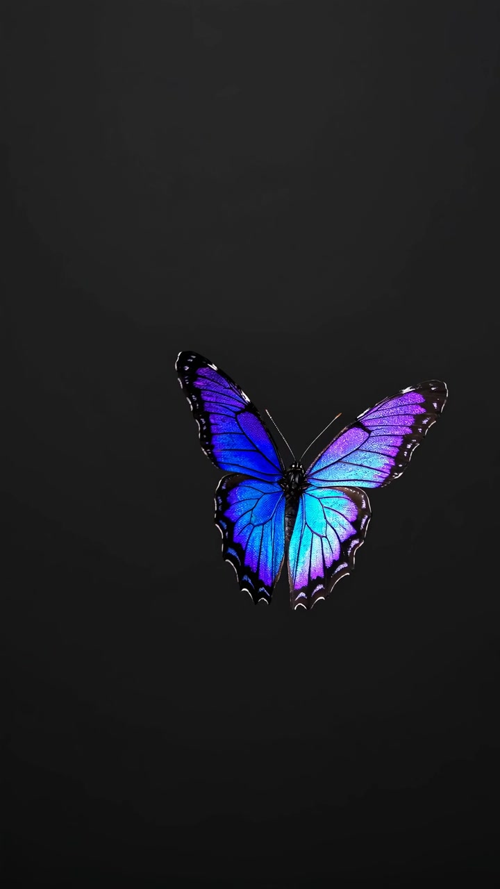 A vibrant blue butterfly against a dark background, captured from a frontal angle