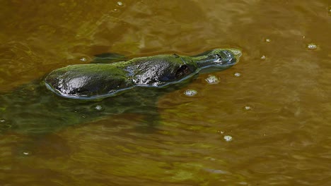 un ornitorrinco nada en un lago en australia 2