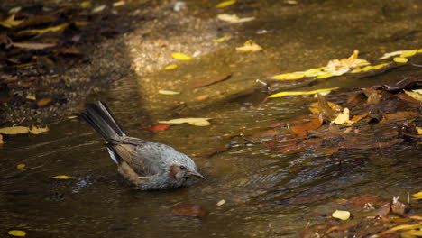 Eurasischer-Braunohriger-Bulbul-Trinkt-Wasser-Aus-Pfütze-Und-Wäscht-Körper-Mit-Flügeln,-Vogelbad-In-Pfütze-In-Zeitlupe