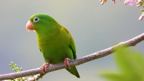 Close-up-of-Orange-Chinned-Parakeet-bird-in-Santa-Marta,-Magdalena,-Colombia