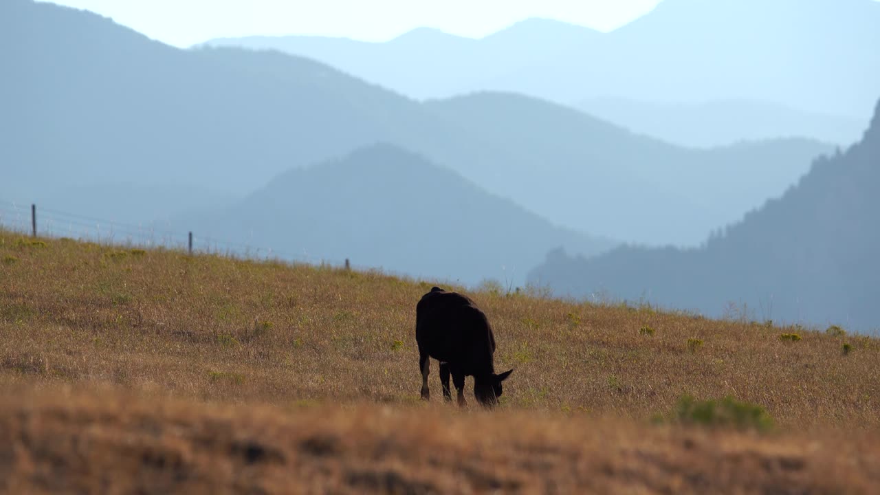 Mucche Angus al pascolo in un campo aperto sullo sfondo delle Montagne Rocciose.