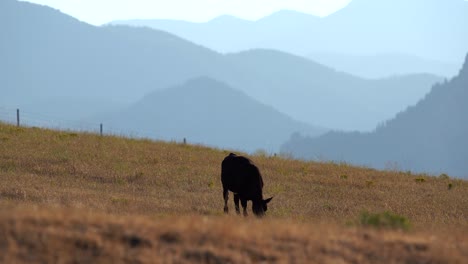 Angus-Kühe,-Die-Auf-Freiem-Feld-Vor-Dem-Hintergrund-Der-Felsigen-Berge-Grasen