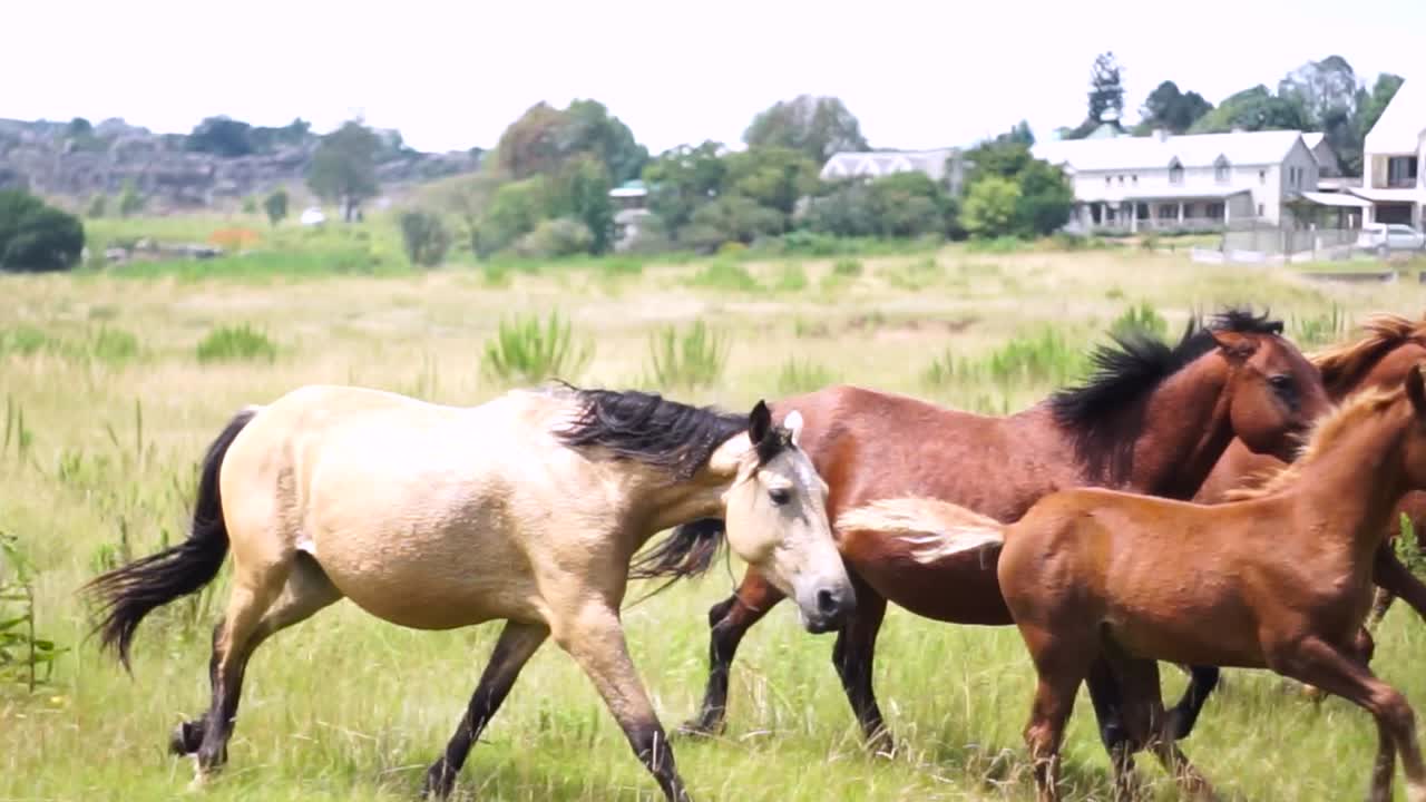 caballos corriendo en el campo