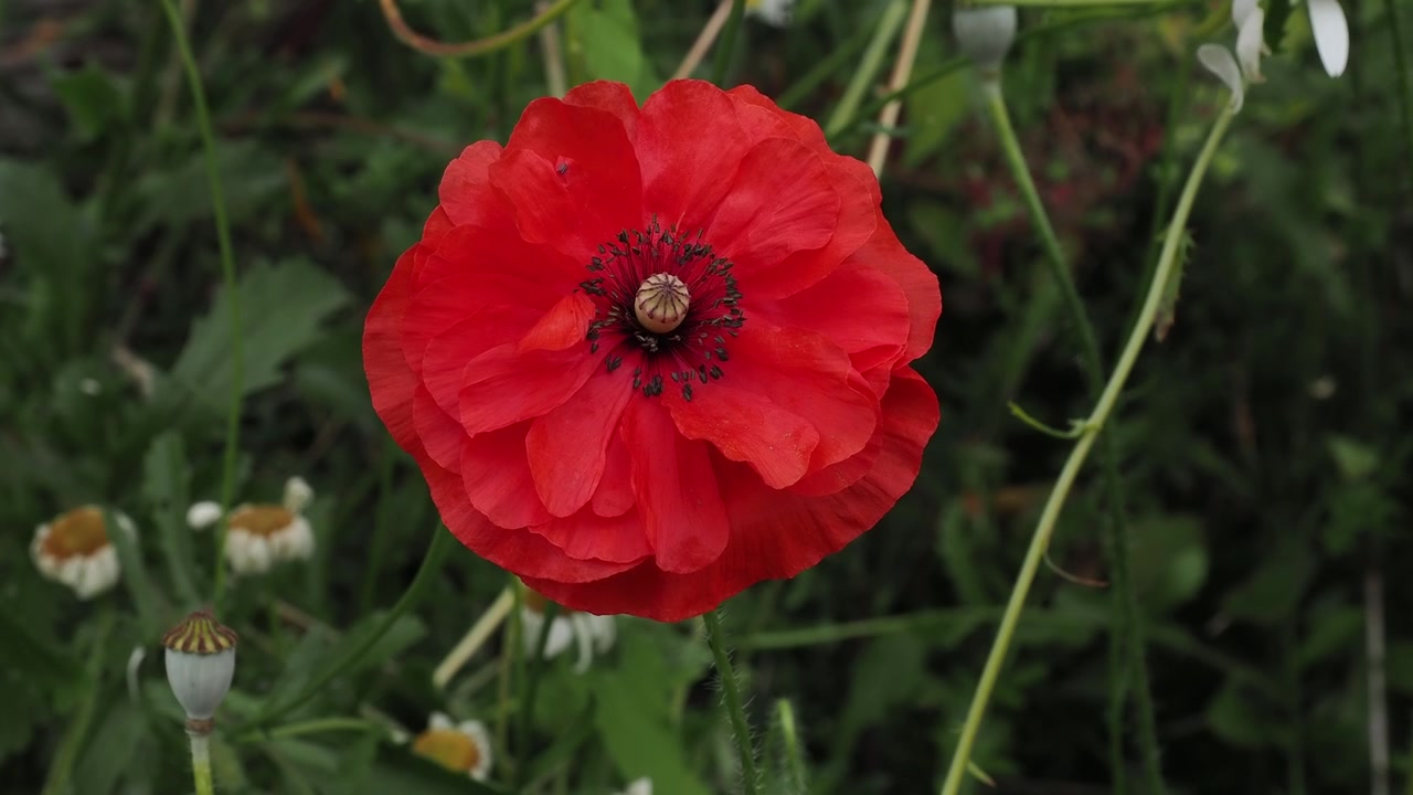 Un singolo fiore di papavero rosso riempie l'inquadratura in un primo piano nitido, con petali a strati e un baccello centrale di semi su sfondo verde.