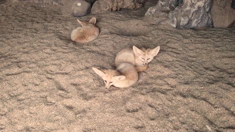 three fennex fox just woke up from their sleep in the zoo