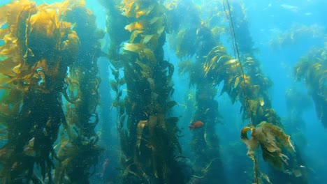 a stunning and enigmatic kelp forest masks the abundance of sea creatures