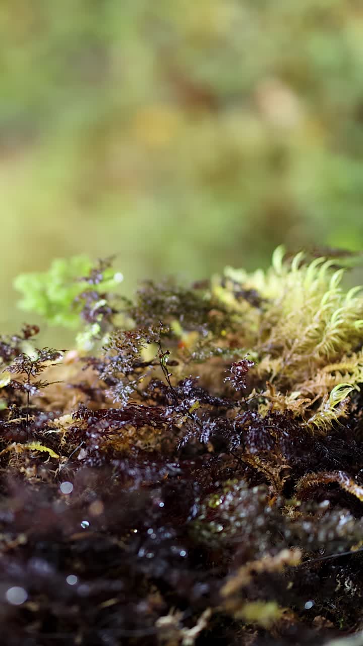 Vista macro di muschio vivido e giovani germogli di felce su un umido suolo della foresta pluviale, con un movimento di camera laterale fluido e una luce diurna soffusa e naturale