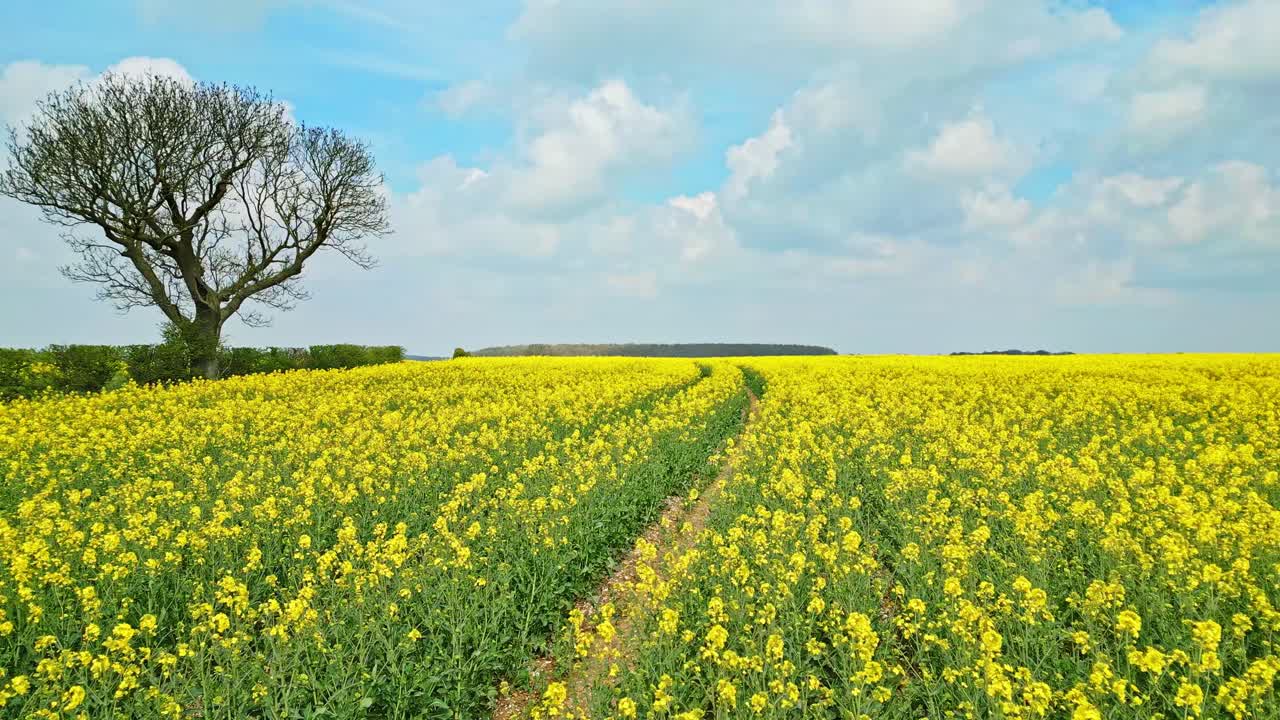 A picturesque view of a yellow rapeseed field in full bloom in a Lincolnshire farmer's field