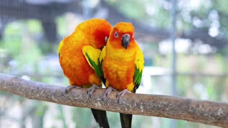 two parrots cuddling on a branch