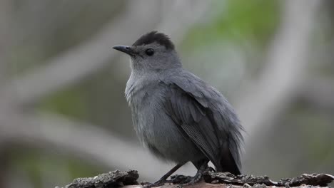 Nahaufnahme-Eines-Grauen-Katzenvogels,-Der-Auf-Baumholz-Im-Wald-Thront