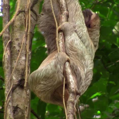 a sloth moves slowly in a tree