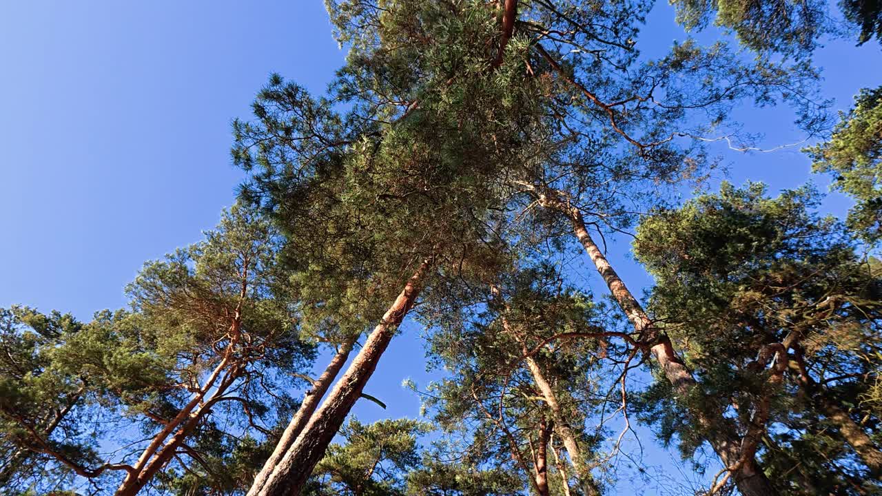 Scatto panoramico di pini svettanti sotto un cielo azzurro brillante. La luce del sole proietta ombre vivide sulla corteccia degli alberi, evidenziando la serena bellezza della natura. Cattura un'ambientazione esterna tranquilla.