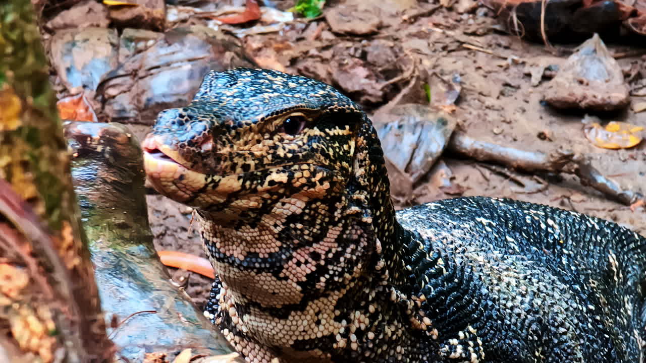 Cận cảnh kỳ đà ở Koggala, Sri Lanka đang bò trên mặt đất.