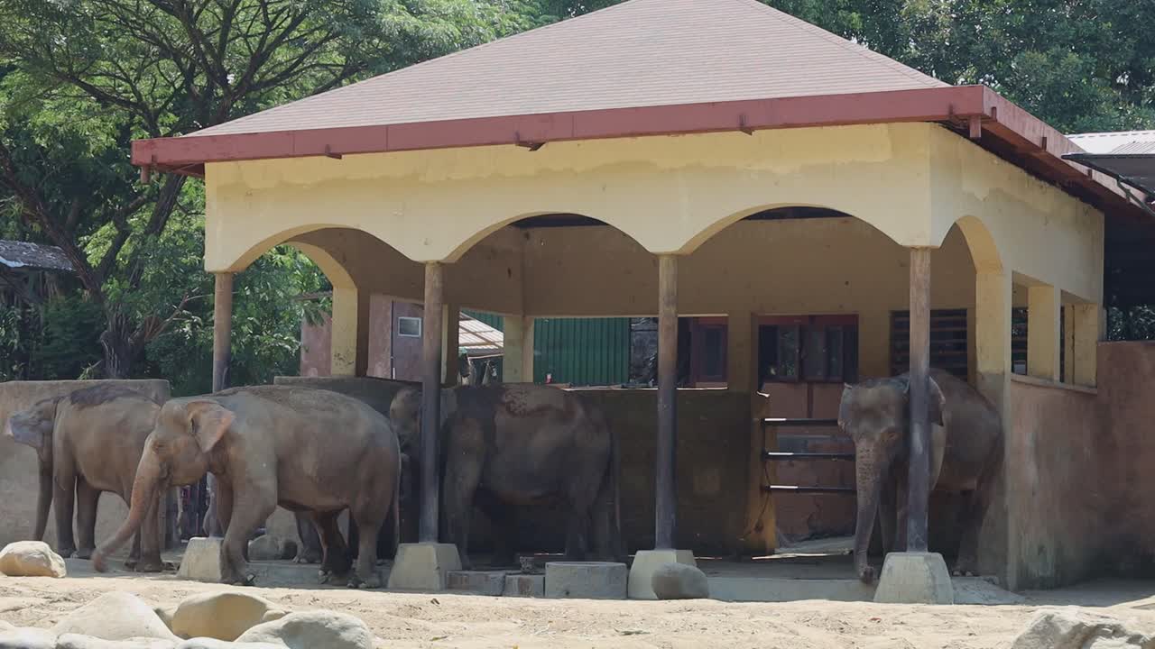 Elephants in a Zoo Enclosure