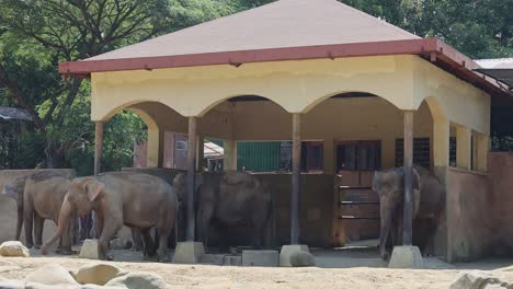 elephants in a zoo enclosure