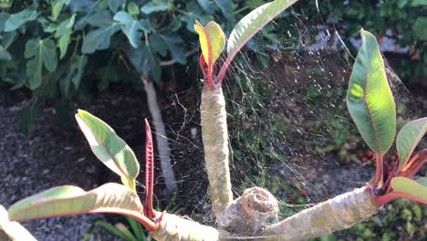 Backlit-spider-web-on-a-plumeria-plant-in-a-backyard,-zoom-in