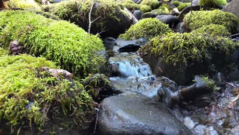 Agua-Que-Fluye-Sobre-Rocas-Cubiertas-De-Musgo-En-El-Bosque-Del-Bosque-Nacional-Olímpico