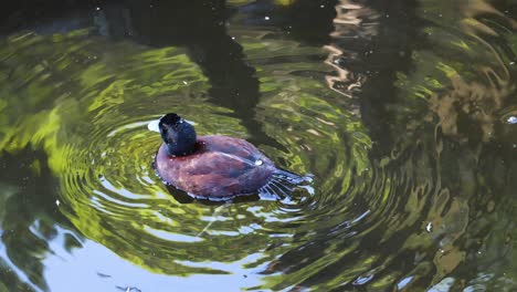 el pato se sumerge bajo el agua, creando ondas.