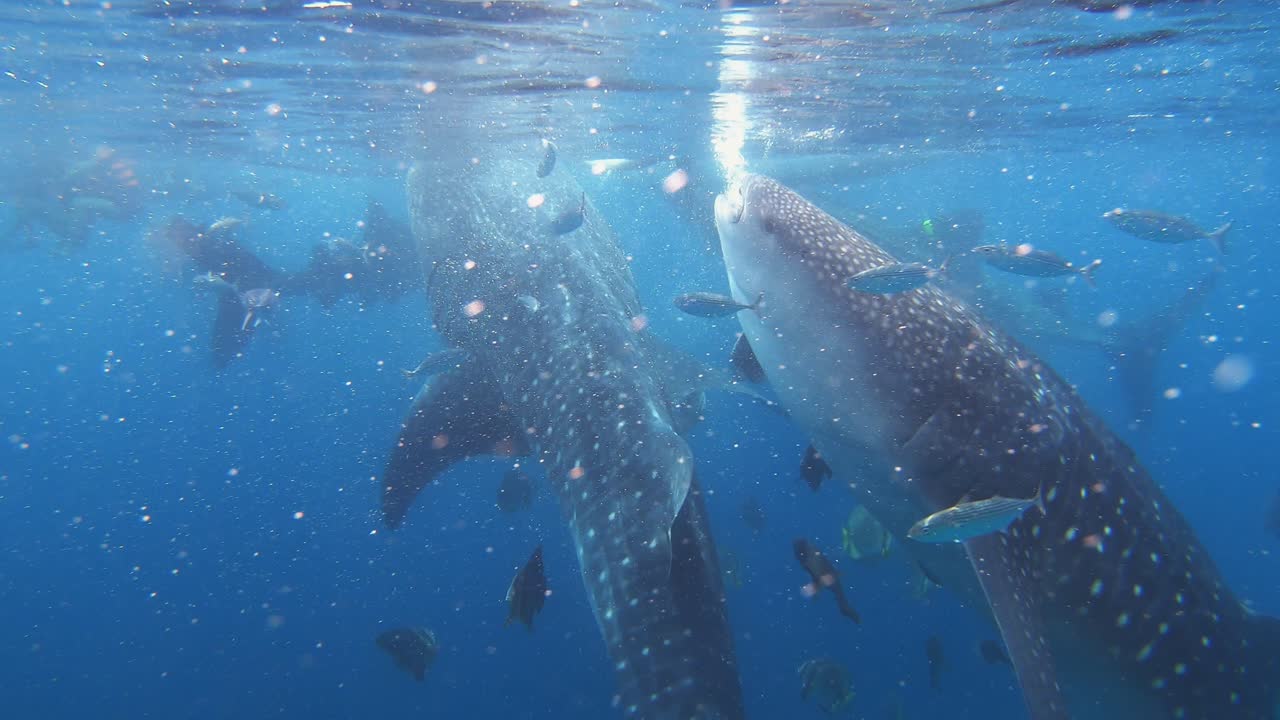 필리핀 - 고래 상어 - 열린 바다에서 작은 물고기와 함께 플랑크톤을 먹고 사는 이 멋진 동물들의 학교에 대한 놀라운 전망