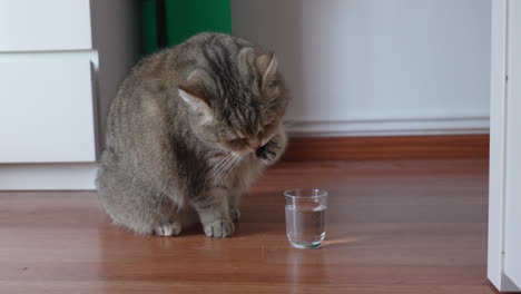 Charming-British-Shorthair-cat-drinking-water-by-dipping-his-paw-in-small-glass