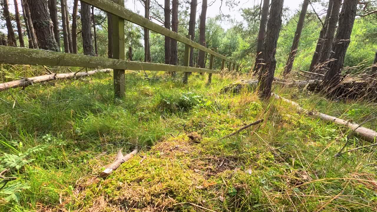 Camera glides through sunlit Highland pine woods, revealing lush grass, rustic fence, and tranquility