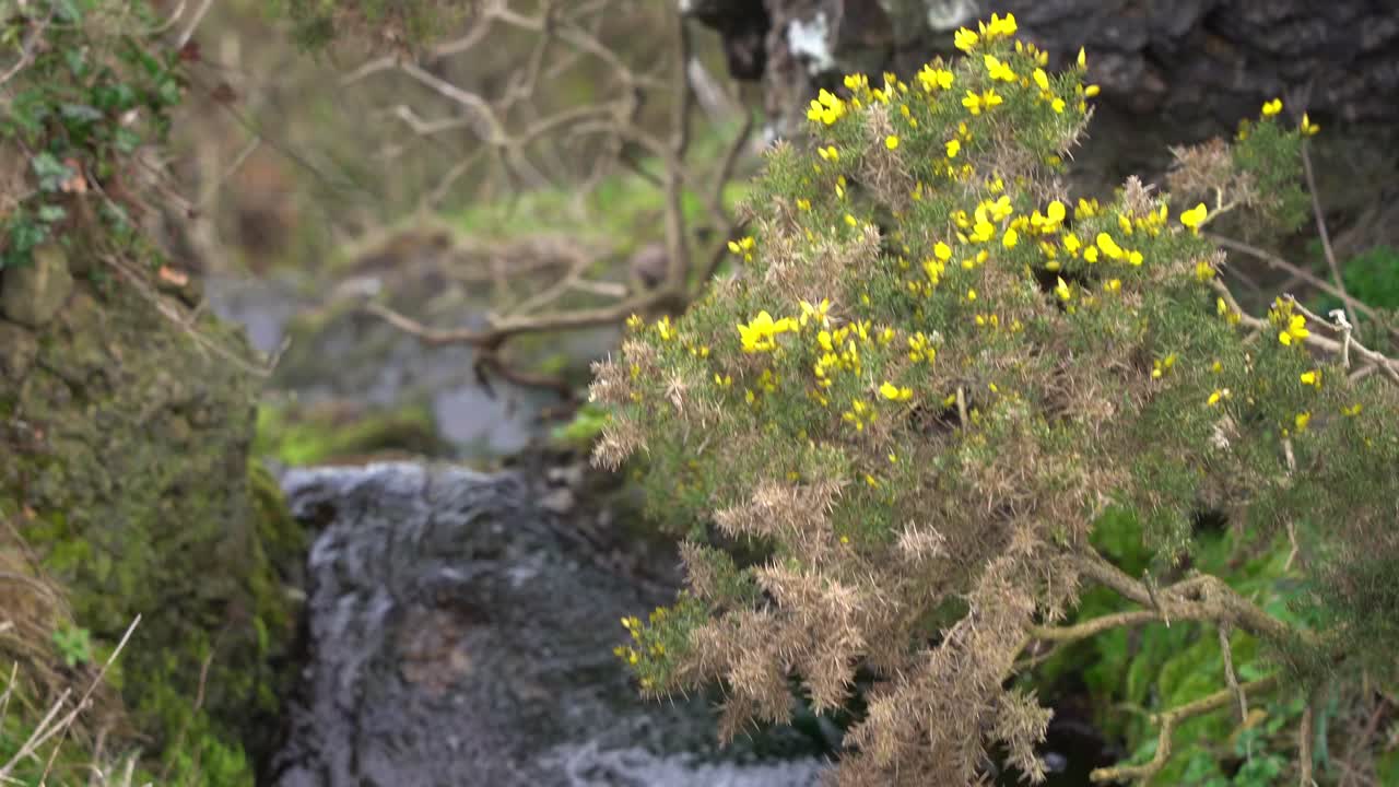 la cámara se desplaza a través del paisaje verde adornado con árboles con flores amarillas vibrantes
