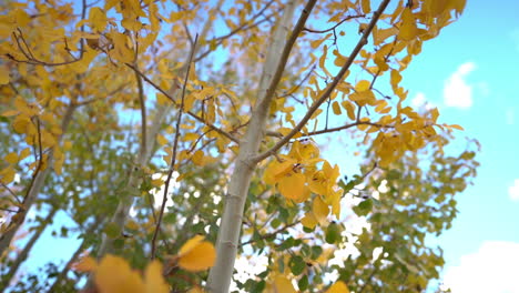 follaje amarillo de los árboles de álamo temblón en la temporada de otoño bajo un cielo azul, de cerca