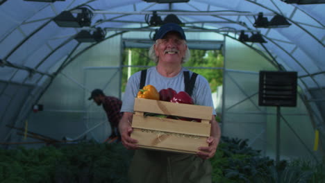 farmer with crate of colorful peppers in a greenhouse