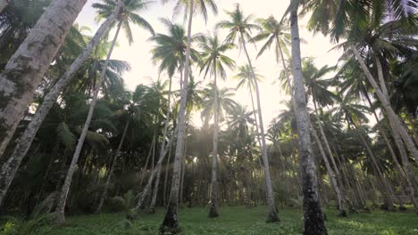 palm trees on grass in slow motion camera tilting up