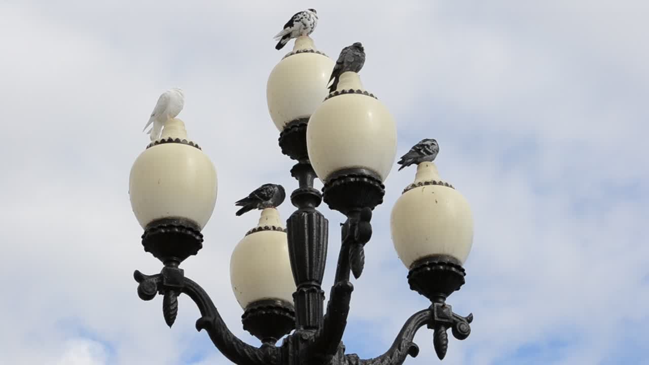 piccioni su lampione