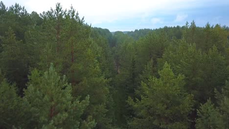 vista aérea del bosque de pinos