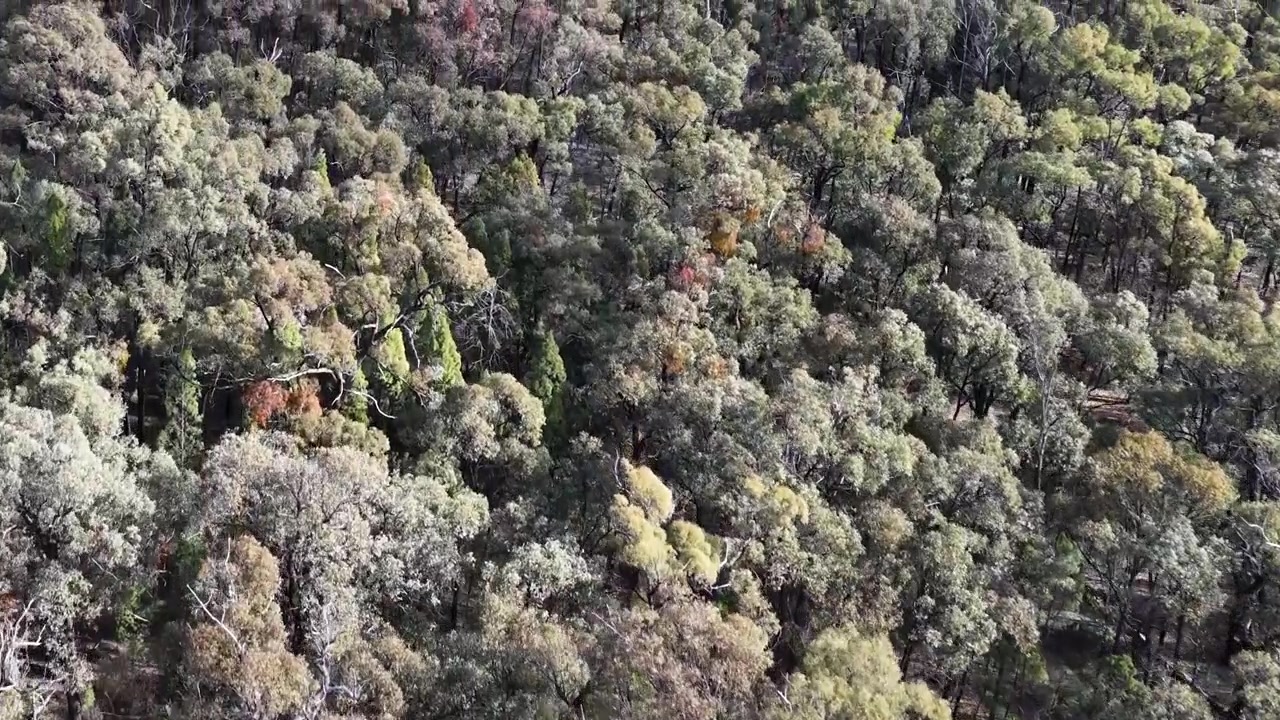 Droneoptagelse fra høj vinkel, der glider over tæt grøn skovkrone i Goonoo Skoven, Australien