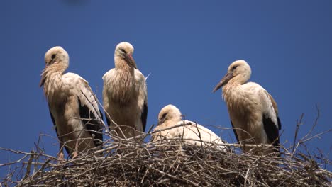 Static-shot-of-multiple-young-white-storks-in-wooden-branch-nest,-Latvia