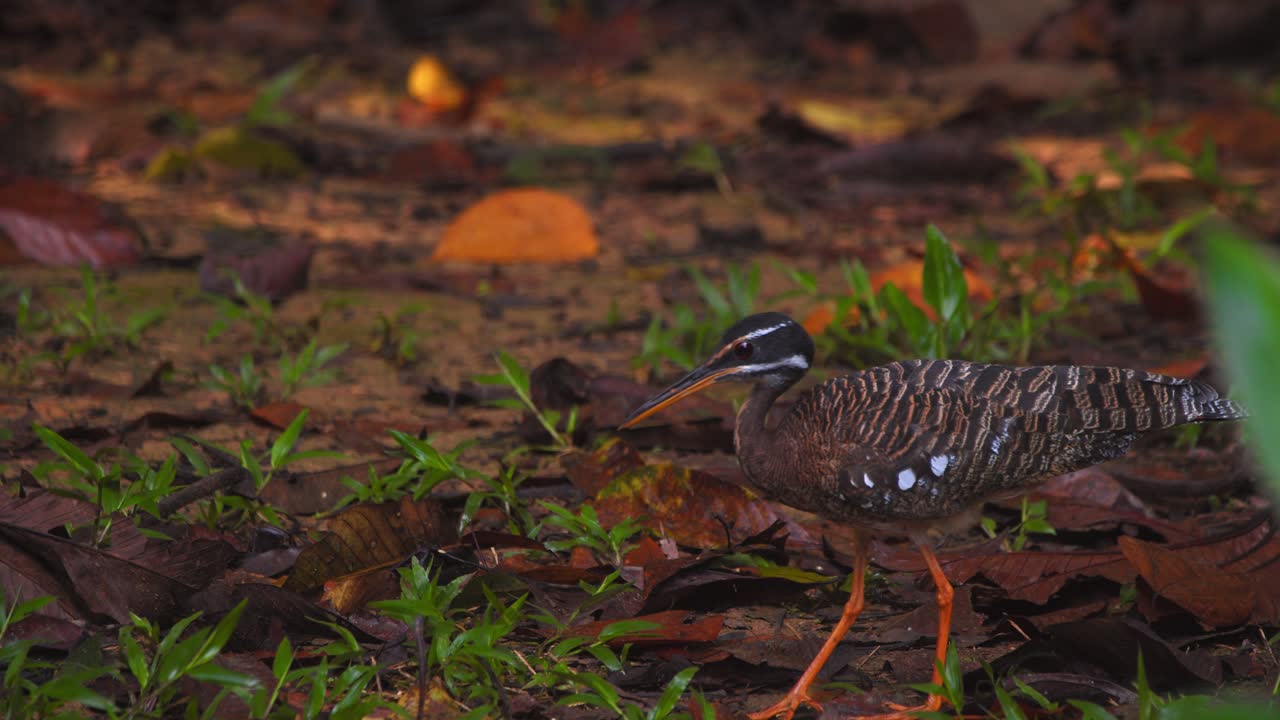 Sunbittern forages among leaves and grass