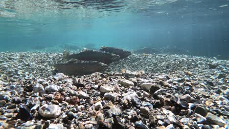 Unterwasseraufnahme-Einer-Gruppe-Von-Regenbogenforellen,-Die-In-Der-Region-Patagonien-Schwimmen