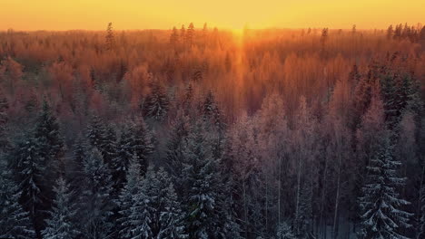 winter landscape and forest with golden sunset in horizon, aerial drone view