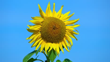 bee on a sunflower from sharp focus to blurry and defocused blend out