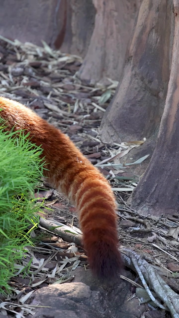 Panda rosso che cammina nel fitto della foresta, mostrando la coda a strisce