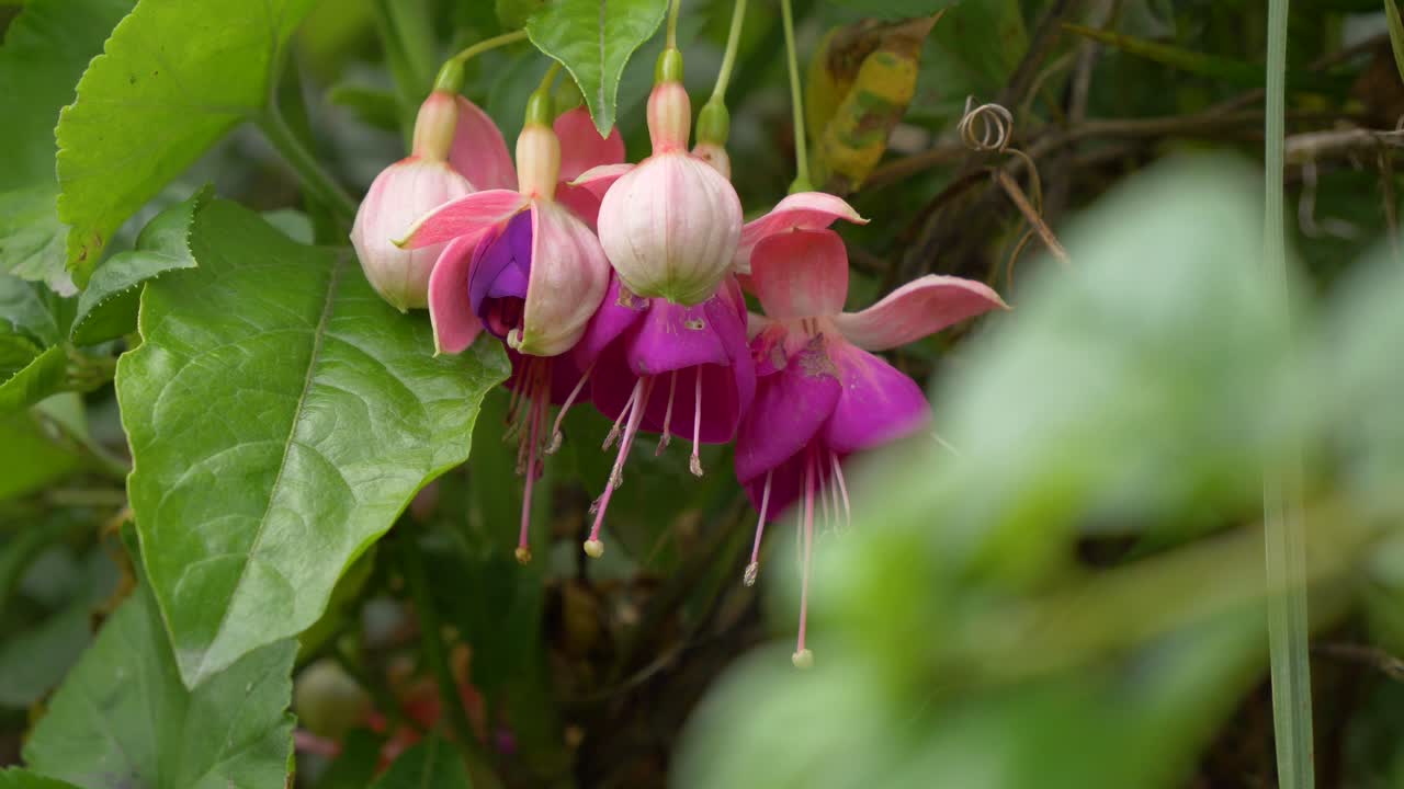 las flores y bulbos rosados brotan de una planta