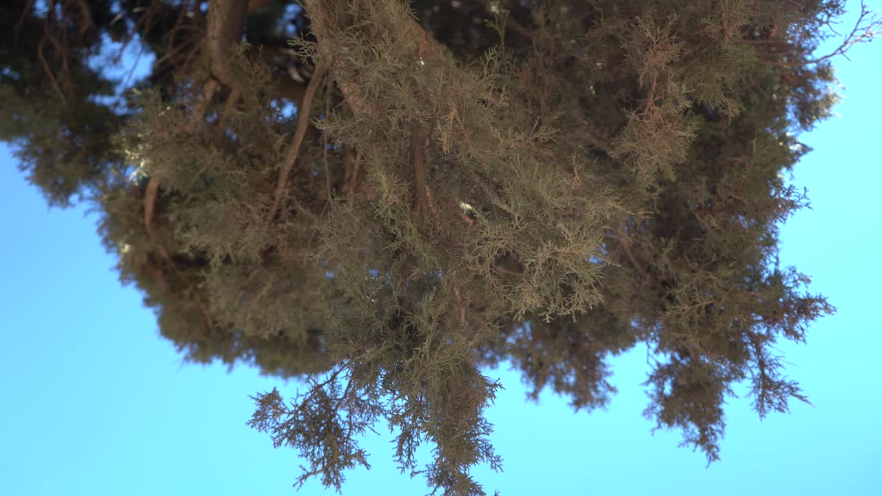 olive pine tree on the mount of olives