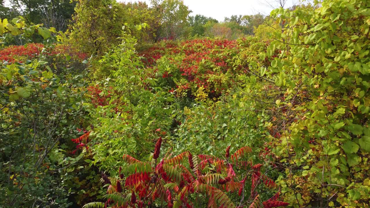 vista aérea de un denso bosque con varios árboles y arbustos es una mezcla de rojo y verde, lo que indica otoño