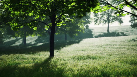 scenic view of the park in the center of the big city in the summer